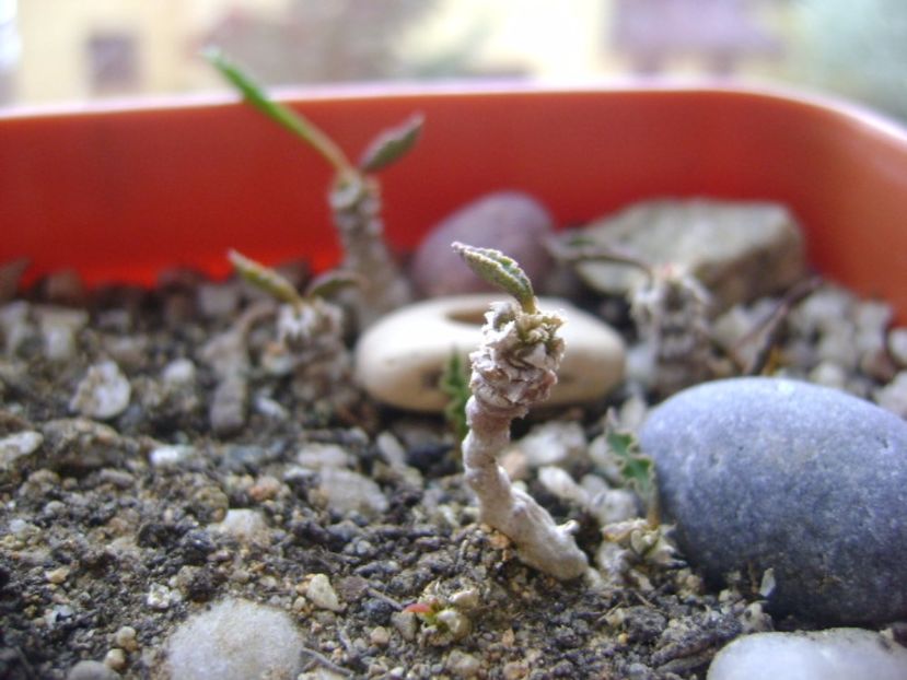 Euphorbia decaryi - Suculente 2017