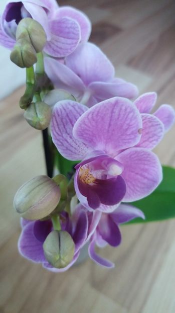 Phala mini-6cm... - orhidee 20 15 - reinflorire 2016-2018-2019