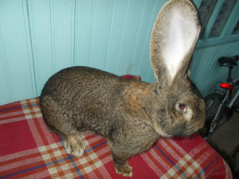 VANDUT - MASCUL UGG NR 5 96-5 P