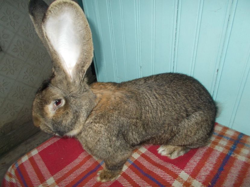 RO924-4617 - MASCUL UGG NR 5 96-5 P