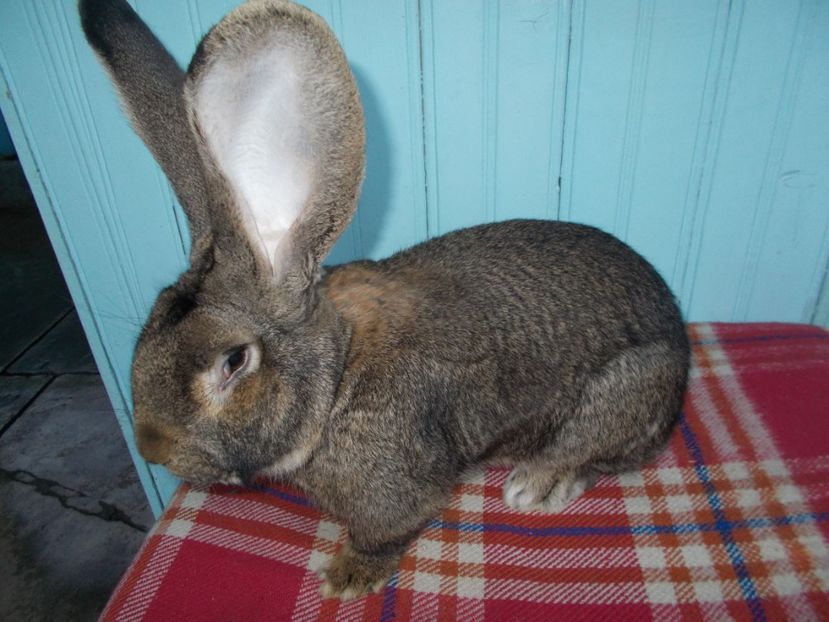 RO924-4617 - MASCUL UGG NR 5 96-5 P