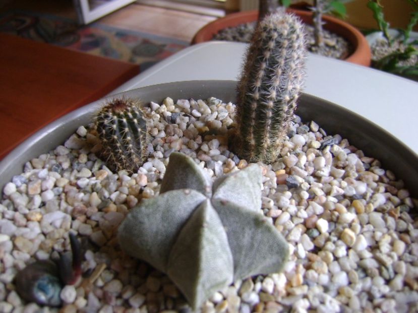Grup de 4 cactusi - Cactusi 2017