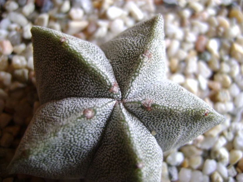 Astrophytum coahuilense - Cactusi 2017