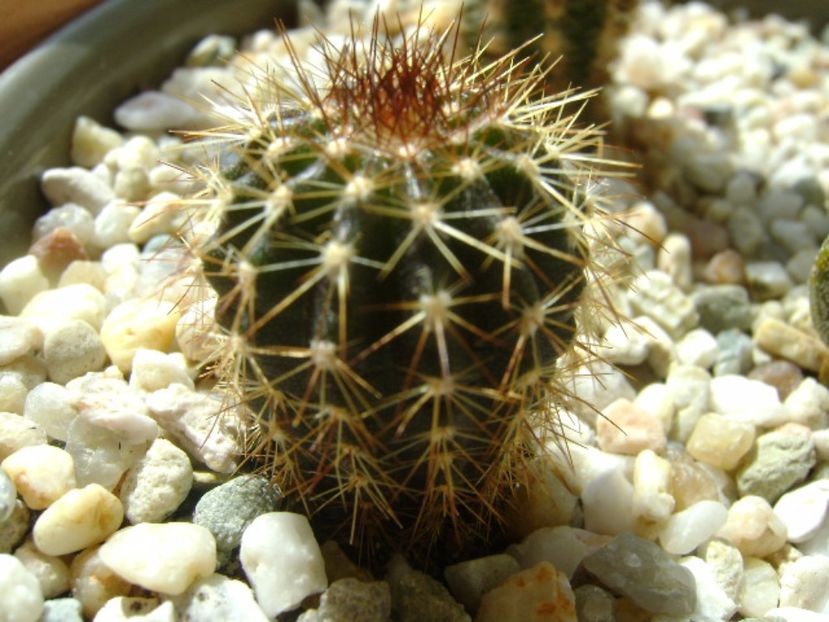 Uebelmania pectinifera - Cactusi 2017