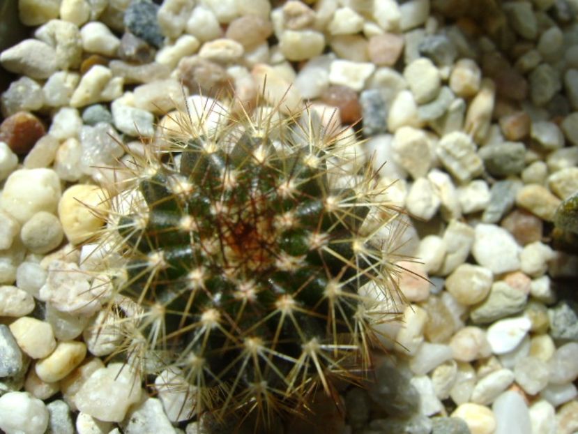 Uebelmania pectinifera - Cactusi 2017