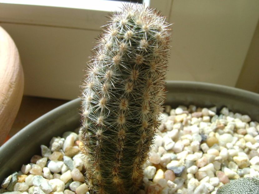 Pygmaeocereus bylesianus - Cactusi 2017