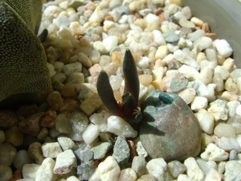 Ariocarpus scaphirostris (scapharostrus) - Cactusi 2017
