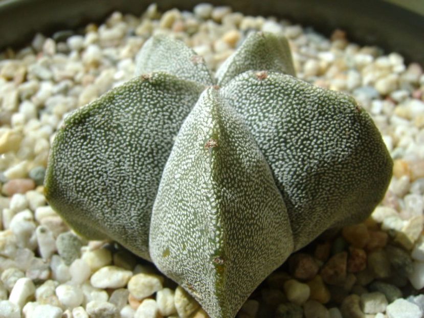 Astrophytum coahuilense - Cactusi 2017