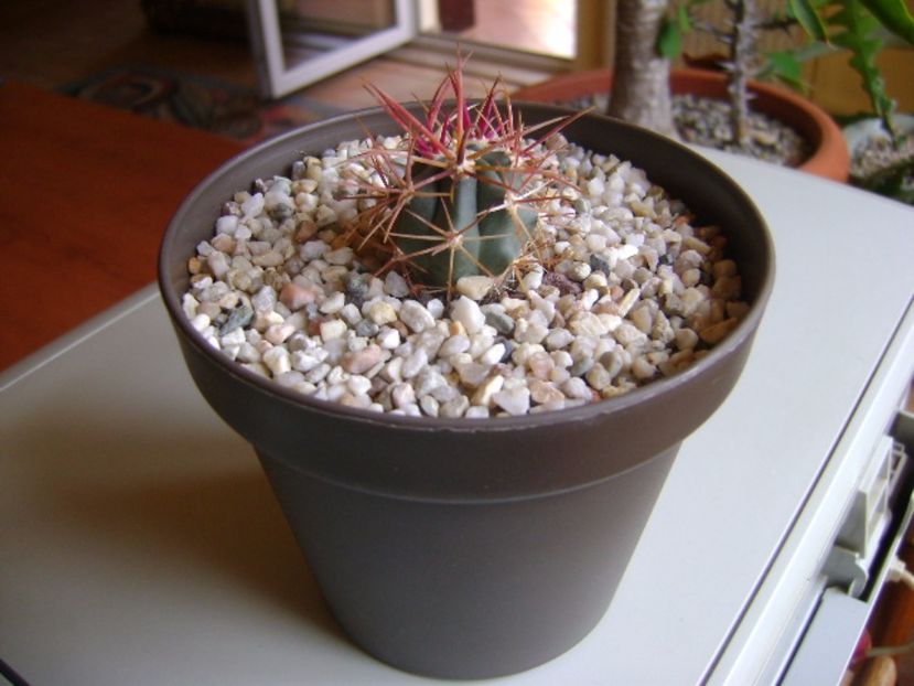Ferocactus gracilis v. coloratus - Cactusi 2017