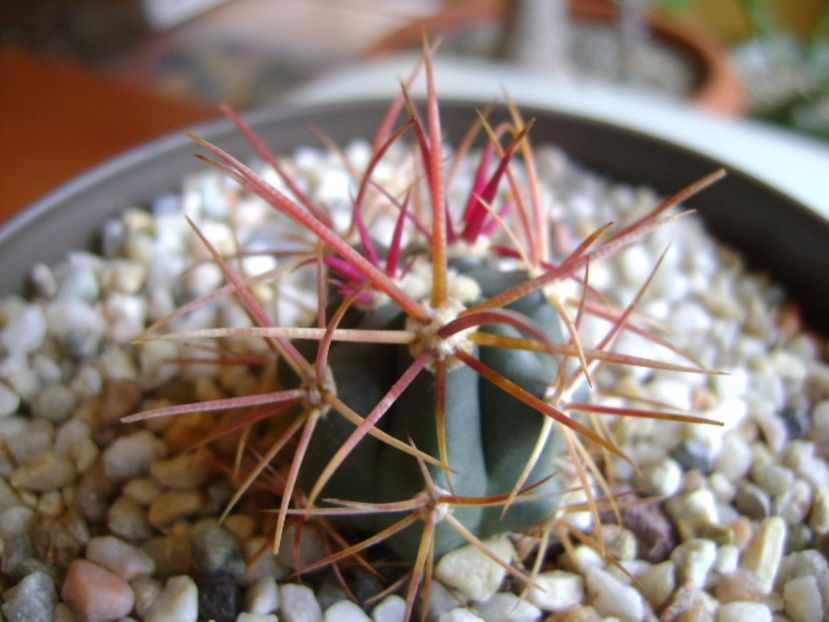 Ferocactus gracilis v. coloratus - Cactusi 2017