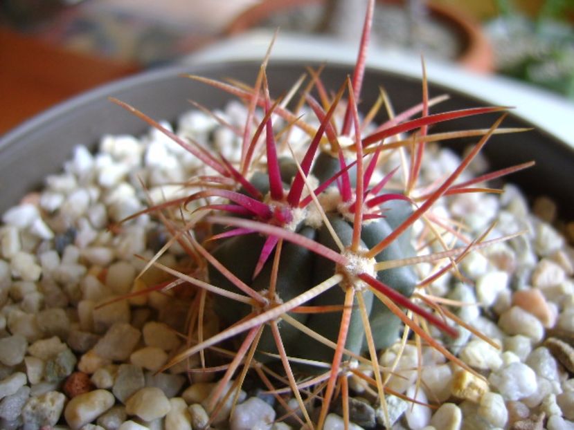Ferocactus gracilis v. coloratus - Cactusi 2017