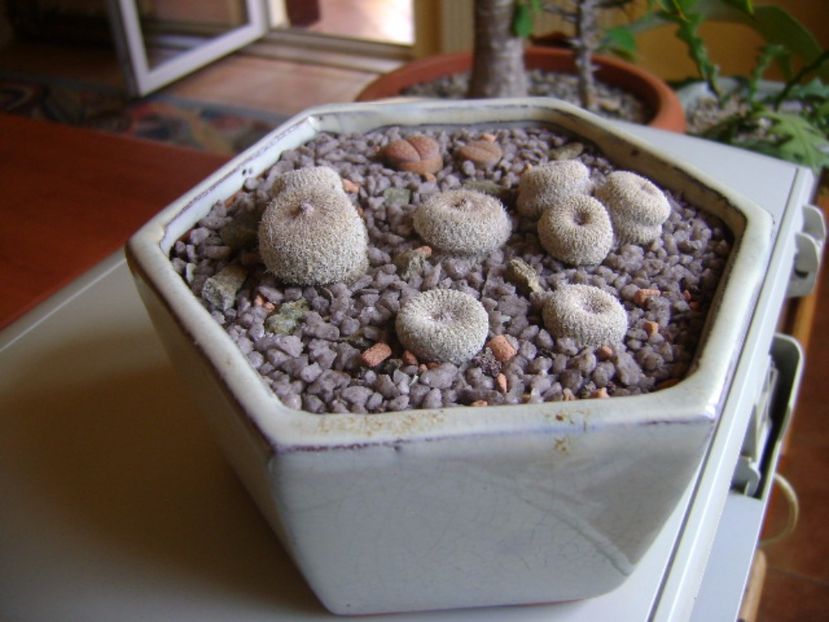 Grup de 5 epithelantha & 2 Lithops fulviceps - Cactusi 2017