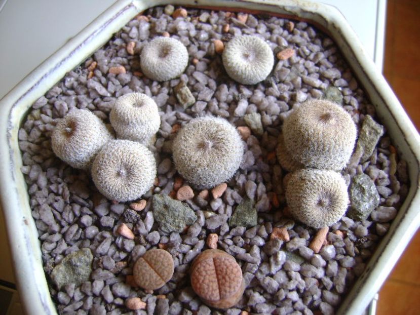 Grup de 5 epithelantha & 2 Lithops fulviceps - Cactusi 2017