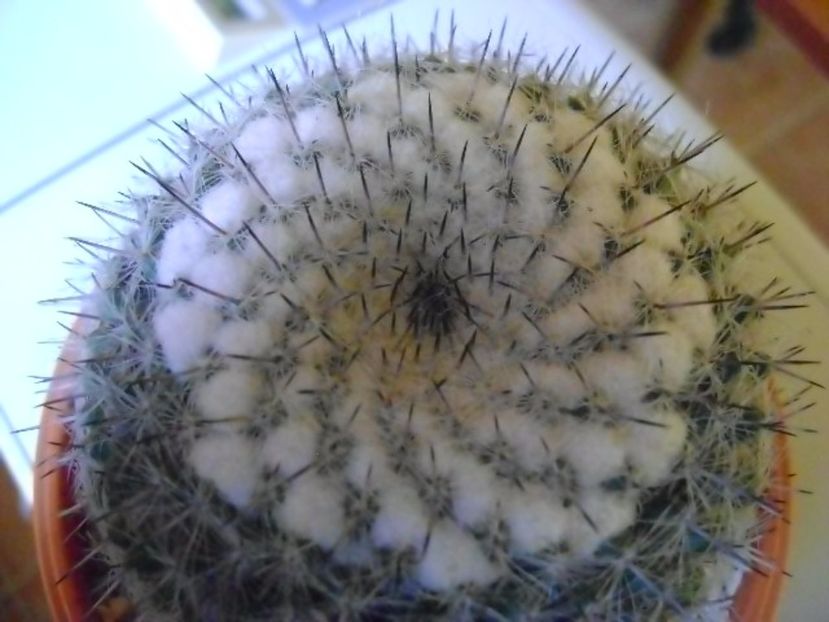 Mammillaria formosa ssp. chionocephala - Cactusi 2017