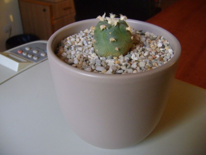 Lophophora williamsii v. jourdaniana - Cactusi 2017