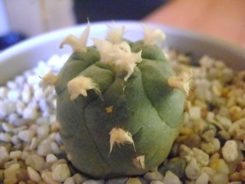 Lophophora williamsii v. jourdaniana - Cactusi 2017
