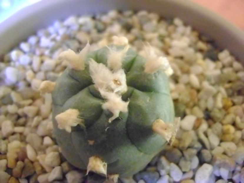 Lophophora williamsii v. jourdaniana - Cactusi 2017