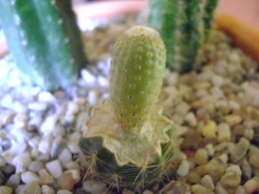 Yavia cryptocarpa - Cactusi 2017