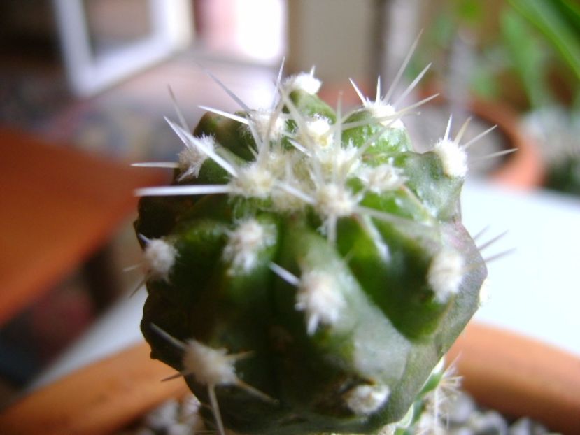 Copiapoa cinerea v. albispina - Cactusi 2017