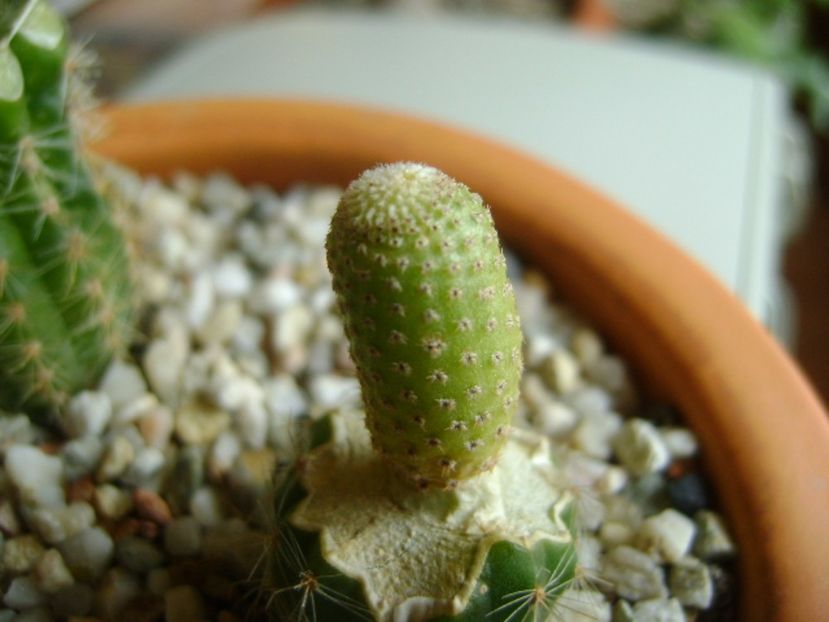 Yavia cryptocarpa - Cactusi 2017
