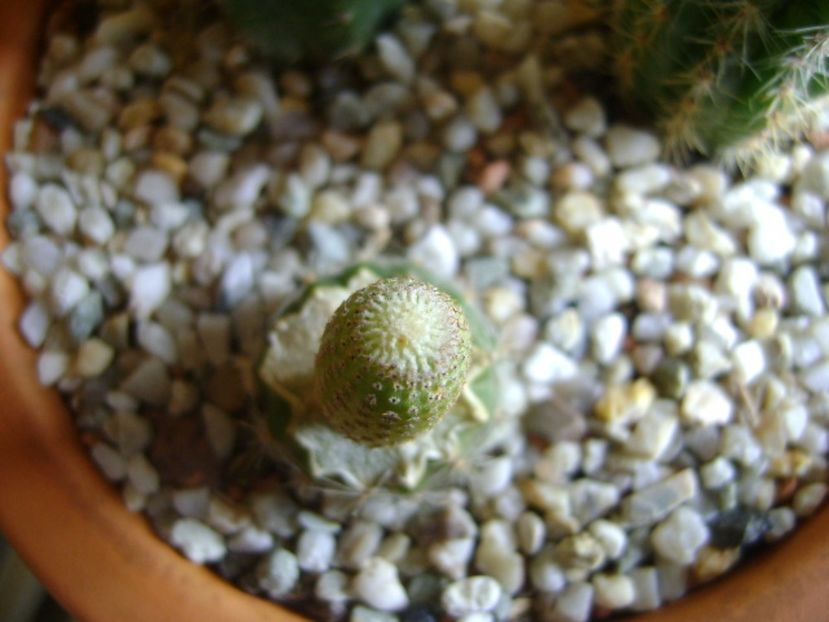Yavia cryptocarpa - Cactusi 2017