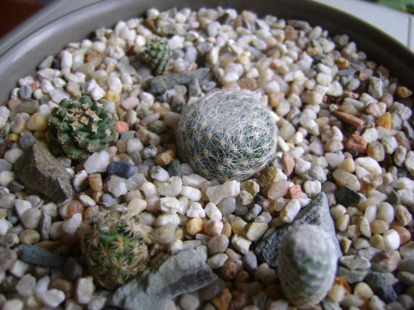 Grup de 5 cactusi - Cactusi 2017