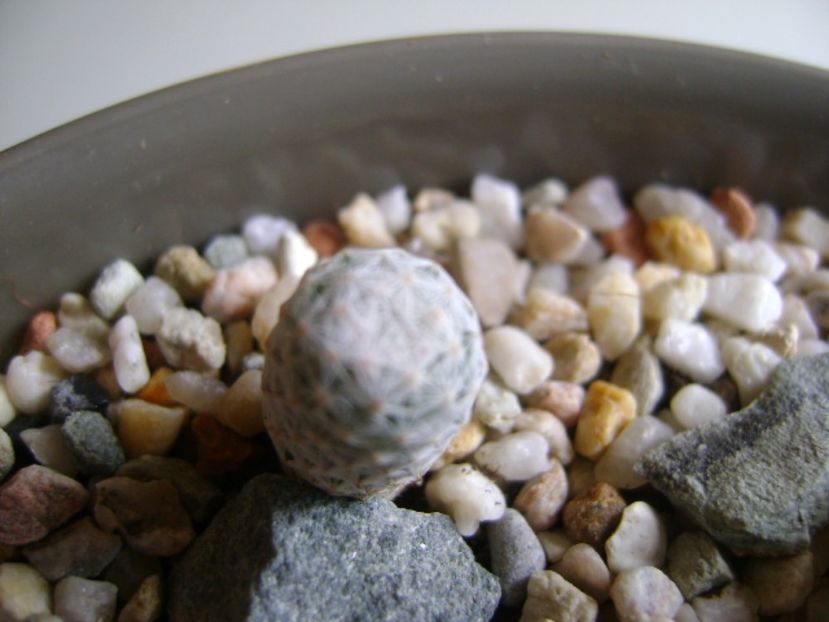 Mammillaria herrerae - Cactusi 2017