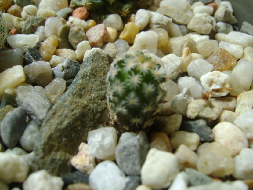 Turbinicarpus gracilis - Cactusi 2017