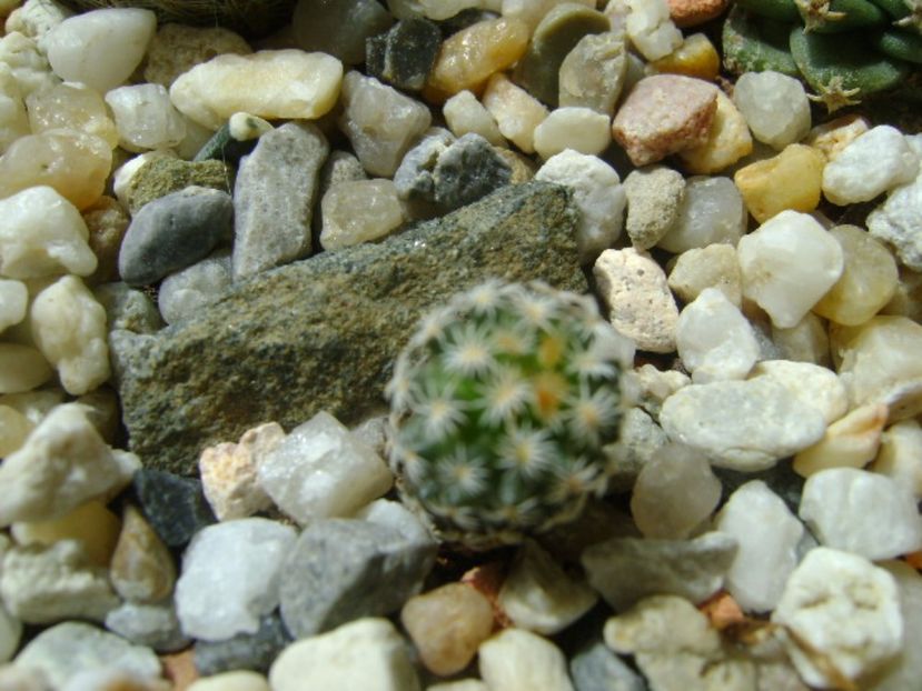 Turbinicarpus gracilis - Cactusi 2017