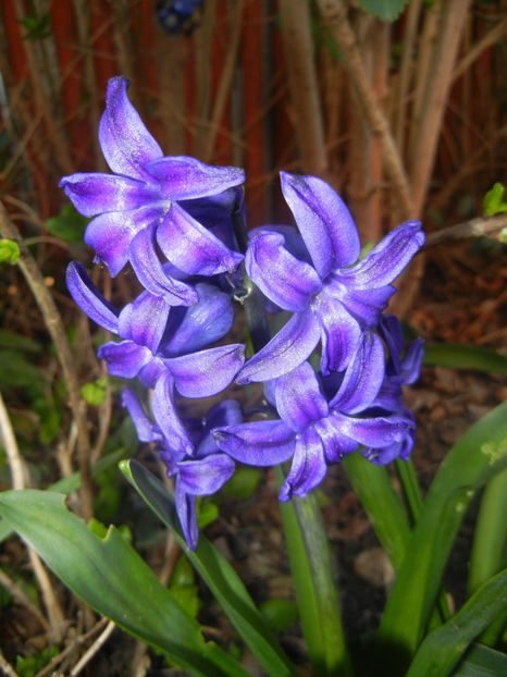 Hyacinth Peter Stuyvesant (2017, Apr.02) - Hyacinth Peter Stuyvesant