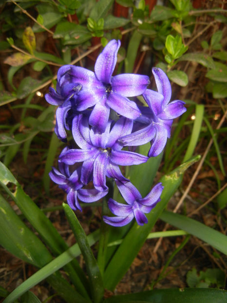 Hyacinth Peter Stuyvesant (2017, Apr.02) - Hyacinth Peter Stuyvesant