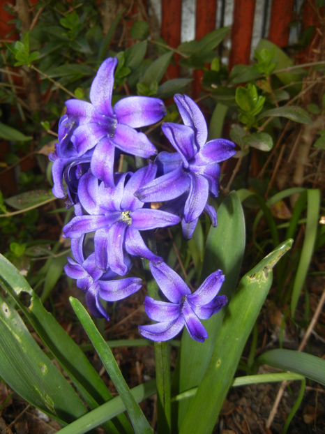 Hyacinth Peter Stuyvesant (2017, Apr.02) - Hyacinth Peter Stuyvesant