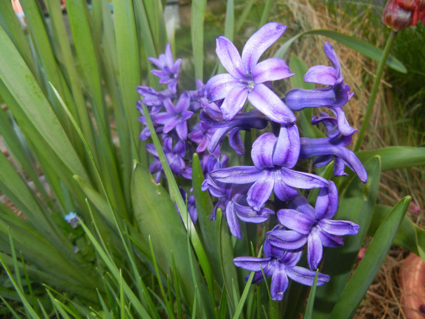 Hyacinth Peter Stuyvesant (2017, Apr.02) - Hyacinth Peter Stuyvesant