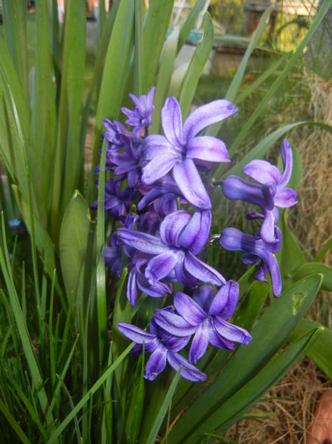 Hyacinth Peter Stuyvesant (2017, Apr.02) - Hyacinth Peter Stuyvesant