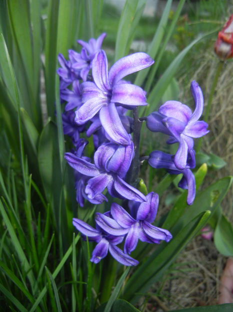 Hyacinth Peter Stuyvesant (2017, Apr.03) - Hyacinth Peter Stuyvesant