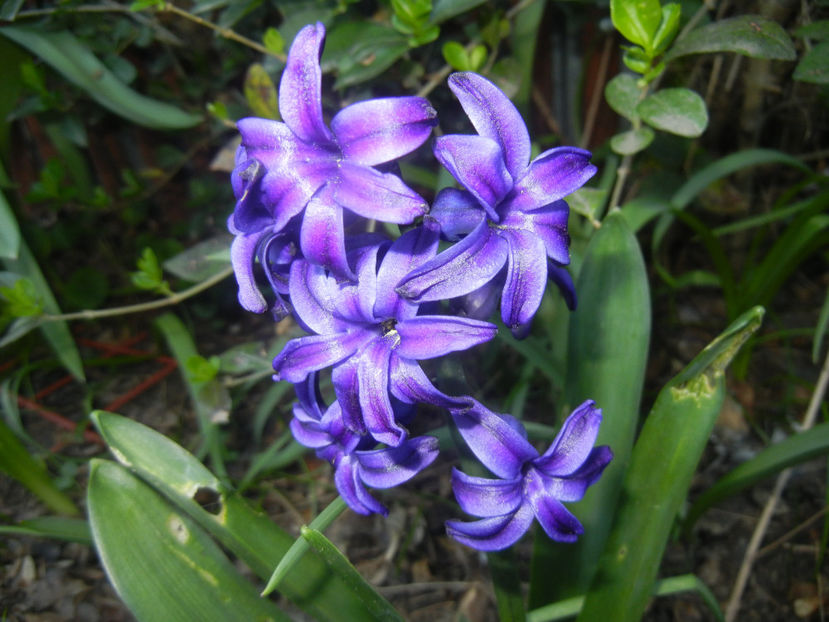 Hyacinth Peter Stuyvesant (2017, Apr.03) - Hyacinth Peter Stuyvesant