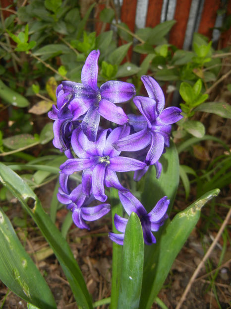 Hyacinth Peter Stuyvesant (2017, Apr.05) - Hyacinth Peter Stuyvesant