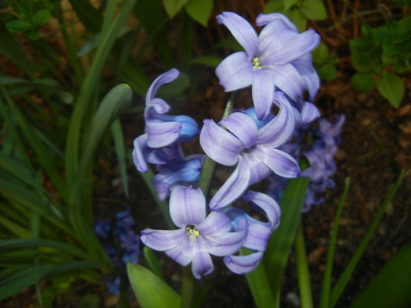 Hyacinth Delft Blue (2017, April 02) - Hyacinth Delft Blue