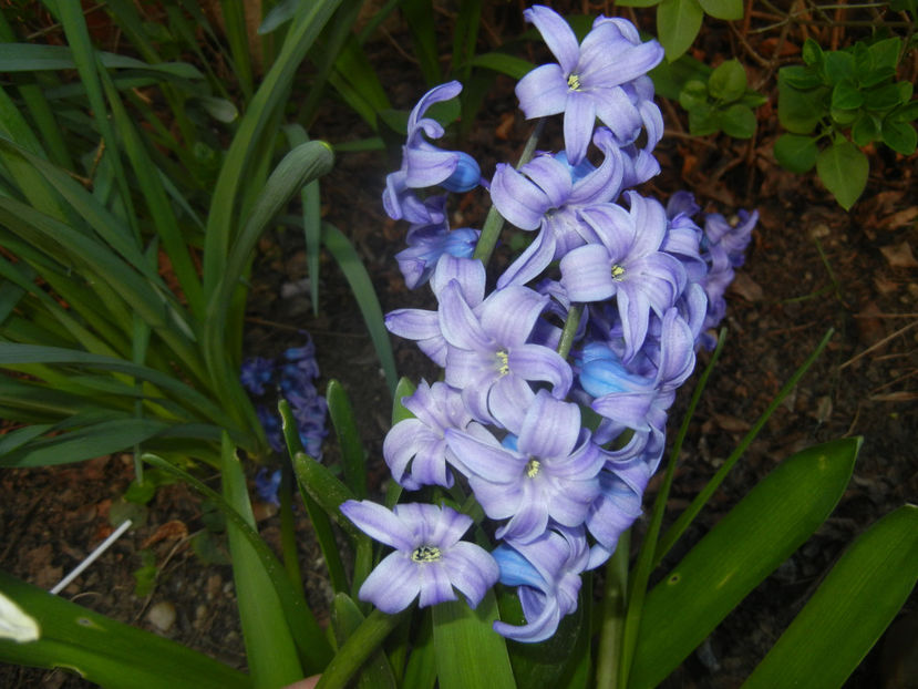 Hyacinth Delft Blue (2017, April 02) - Hyacinth Delft Blue