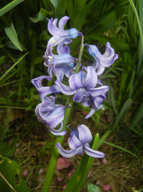 Hyacinth Delft Blue (2017, April 05) - Hyacinth Delft Blue