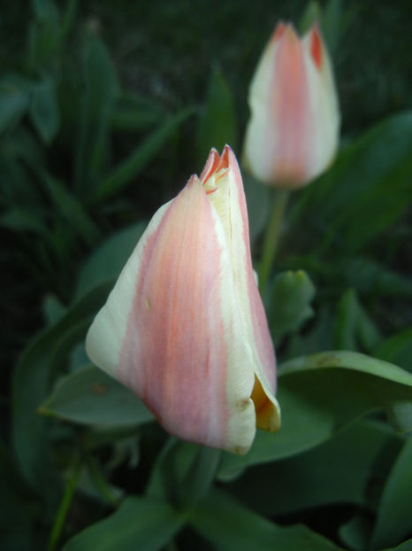 Tulipa Quebec (2017, April 02) - Tulipa Quebec