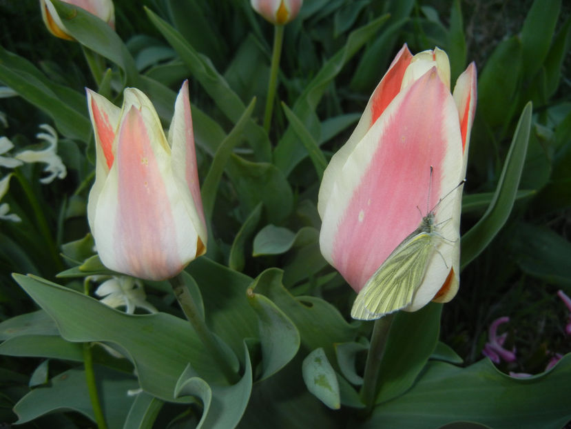 Tulipa Quebec (2017, April 02) - Tulipa Quebec