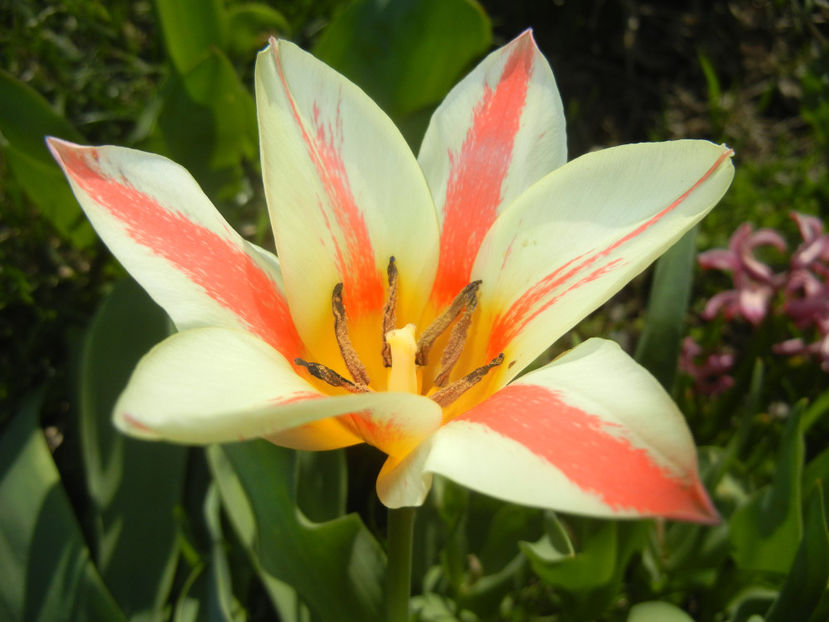 Tulipa Quebec (2017, April 03) - Tulipa Quebec