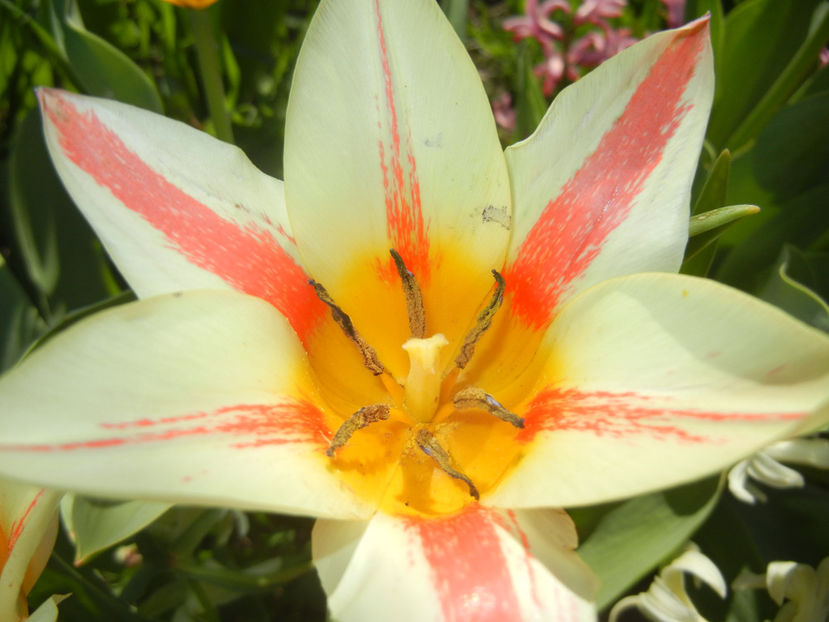 0403 Tulipa Quebec (2017, April 03)04 - Tulipa Quebec