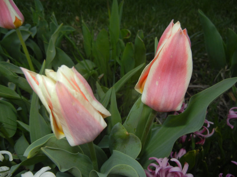 Tulipa Quebec (2017, April 04) - Tulipa Quebec