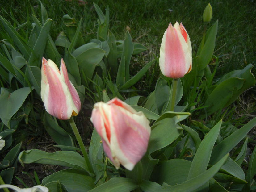 Tulipa Quebec (2017, April 04) - Tulipa Quebec