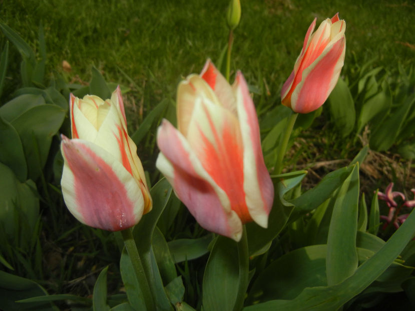 Tulipa Quebec (2017, April 05) - Tulipa Quebec
