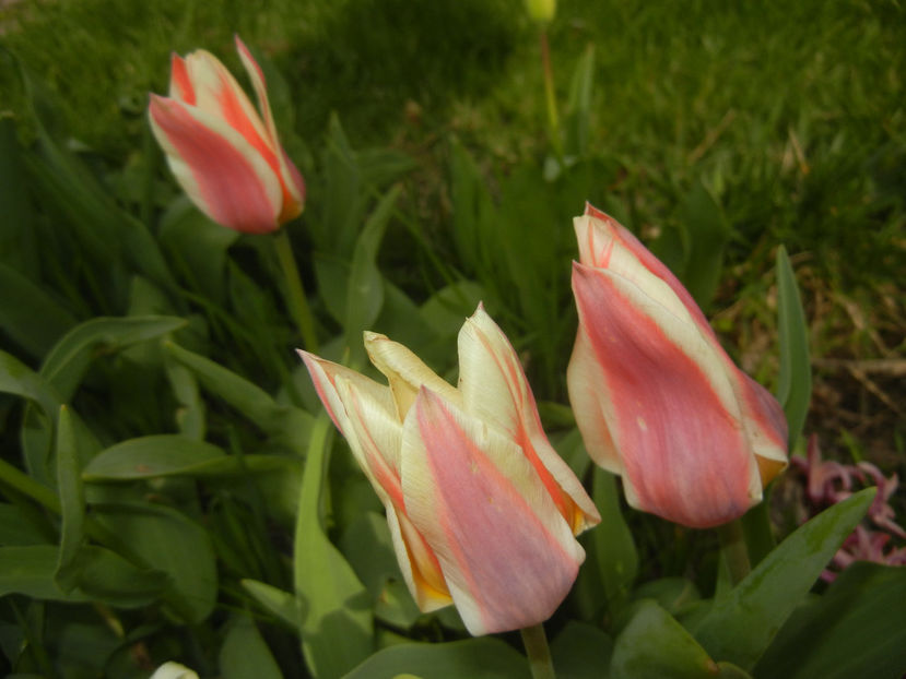 Tulipa Quebec (2017, April 05) - Tulipa Quebec