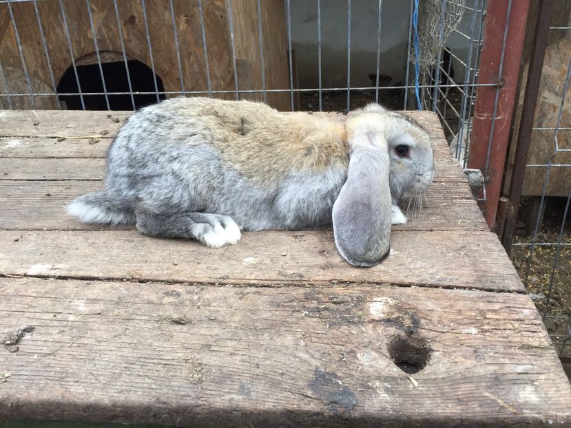 M 1 chinchila - Vanzari Aprilie 2017