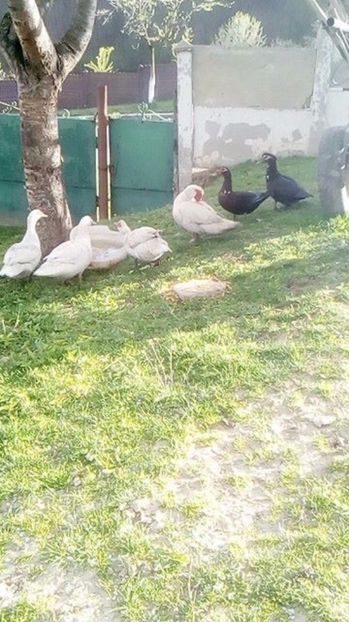 La un fir de iarba - Rate mute matca 2017